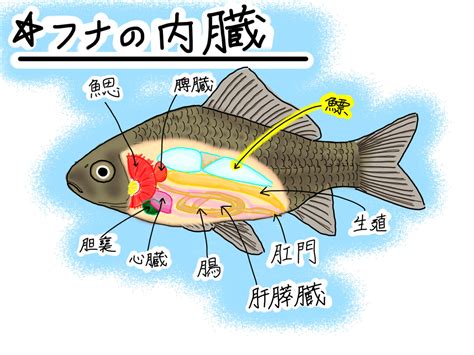 魚類大全|魚の一覧とは？ 意味をやさしく解説